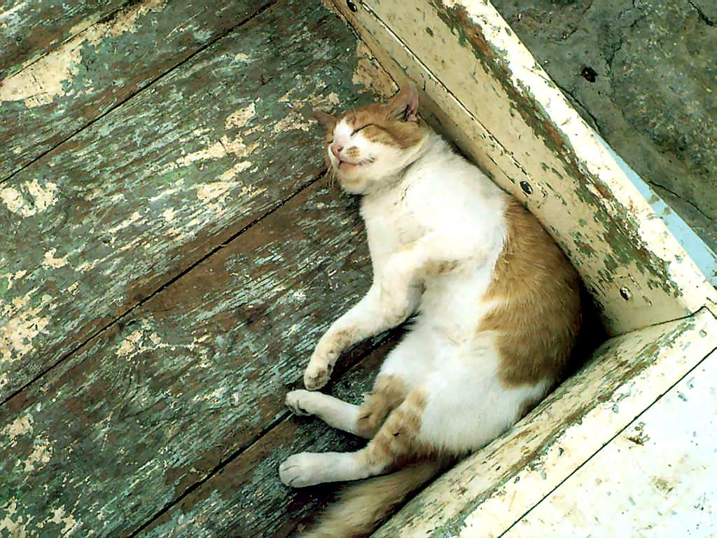 Gatti (189)